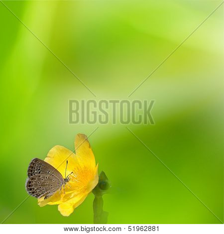 Blue butterfly fly in morning natur
