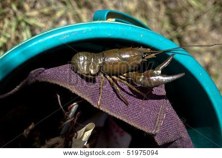 Crayfish