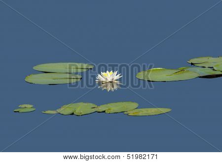 Water Lily Star