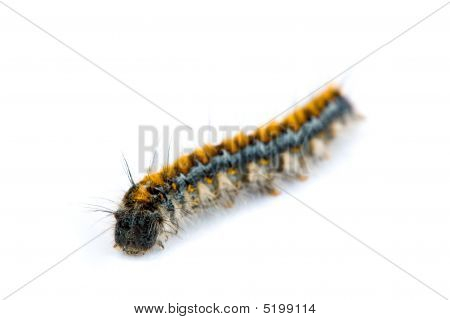 퍼시픽 텐트 모 충, Malacosoma Constrictum
