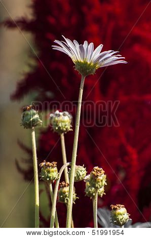 Pink Flower And Buds
