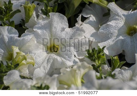 White Flowers With Dew Drops