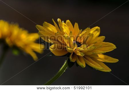 Yellow Flowers With Dark Background