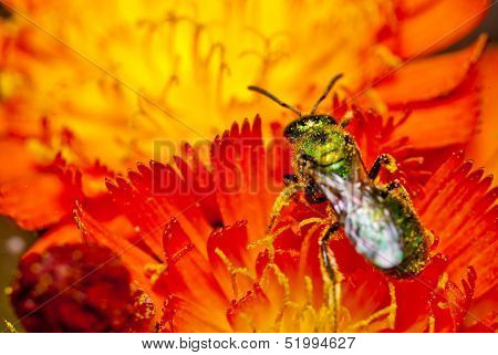 Green insect on red flowers