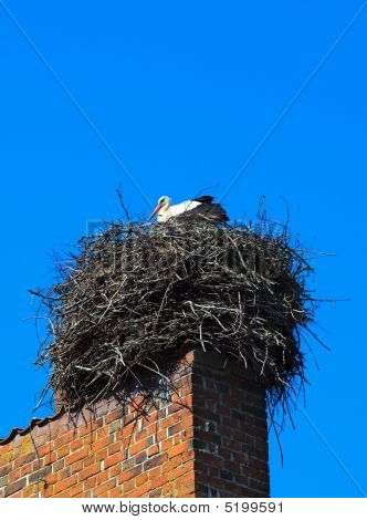 Weißstorch
