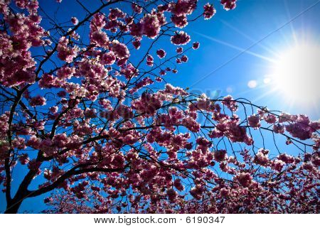 Cherry tree blossom