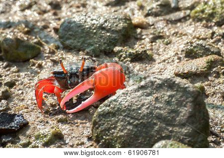Red-clawed Fiddler Crab In The Mangroves Of Tai O, Hong Kong