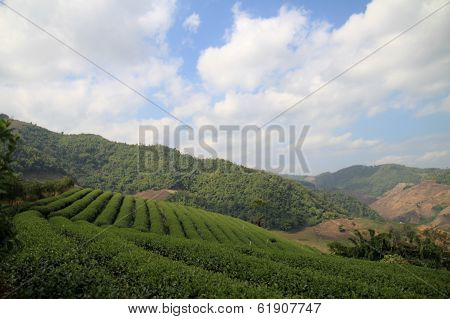 Tea Plantations