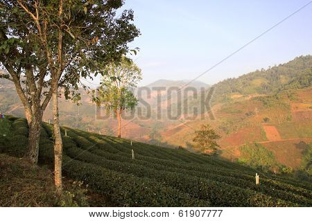 Tea Plantations