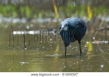 Western Reef Heron Getting Ready To Strike