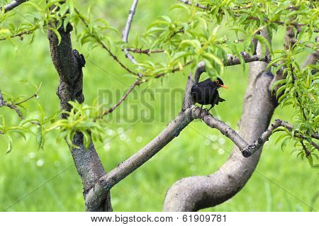 blackbird