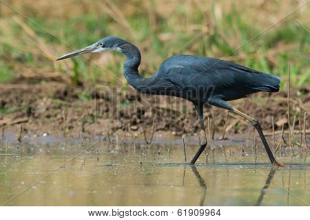 Western Reef Heron Walking In Shallow Water