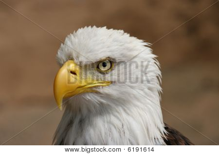Kartal