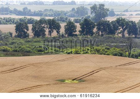 Misty Landscape With A Green Hole In  A Wheat Field