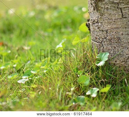 Close-up of vegetation beneath the tree growth 
