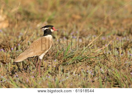 Black-headed Plover In A Field With Purple Flowers