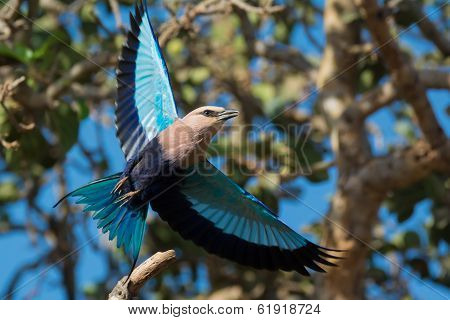 Blue-bellied Roller In Flight