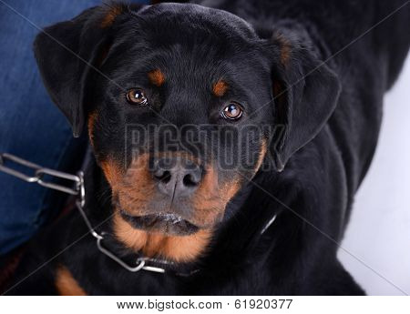 Rottweiler Dog