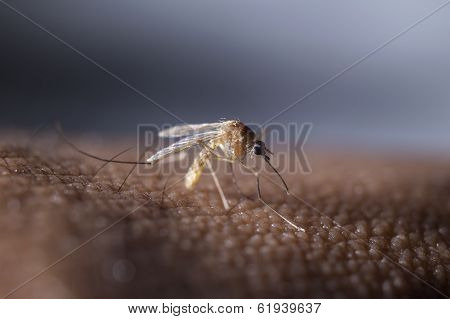 Tropical Mosquito