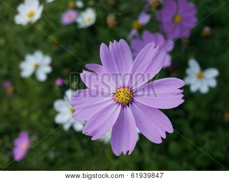 Purple Cosmos