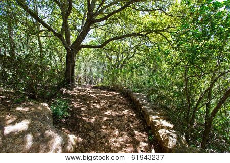 mediterranean forest in Menorca with oak trees in Cala Galdana of Balearic islands