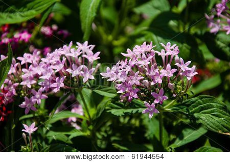 Purple flower