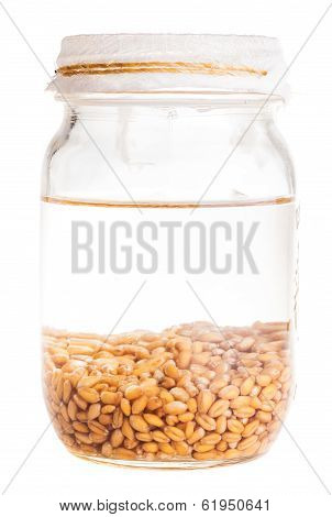 Soaked Sprouting Weat Seeds