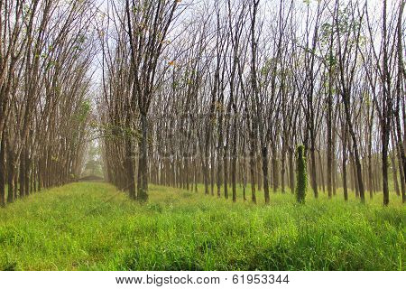 Rubber Plants