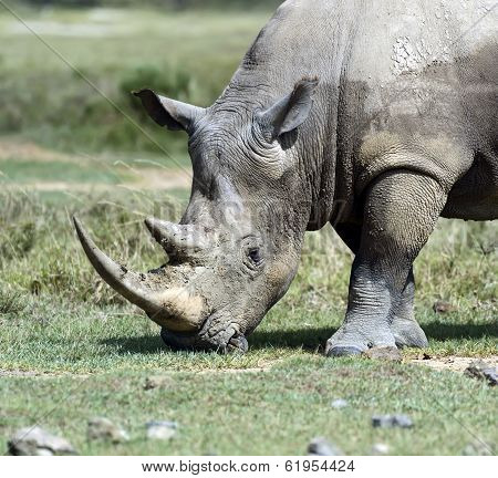 Rhino