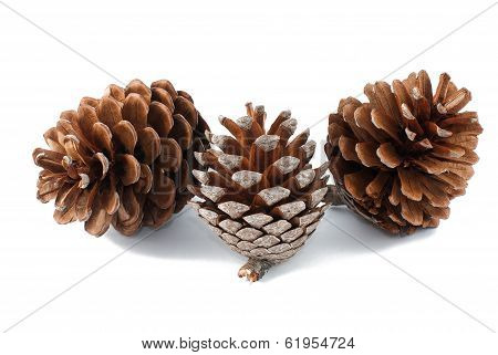 Pine Cones