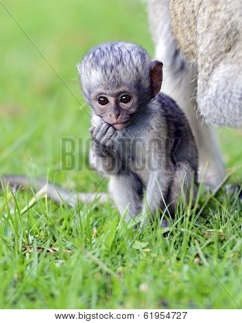 Vervet Monkey