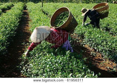 Tea Picker Pick Tea Leaf On Agricultural Plantation