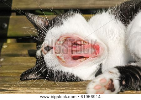 Cat Teeth