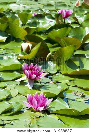 Pink Water Lily On The Water