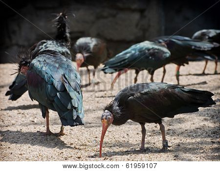 Northern Bald Ibis (geronticus Eremita)