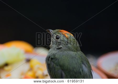 Blue-backed Manakin (chiroxiphia Pareola)