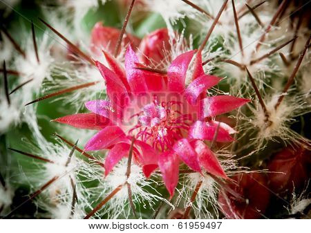 Flowering Cactus