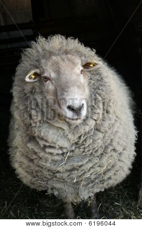 Sheep