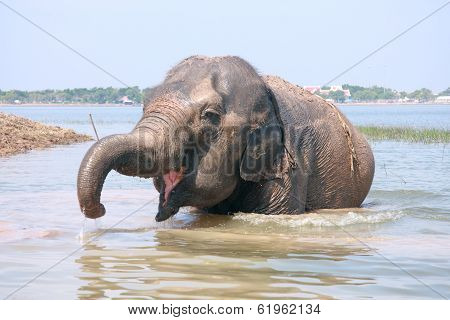 Elephant Plays Water