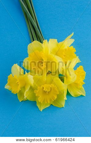 Jonquil Flowers