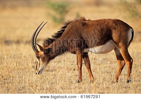 Female sable antelope (Hippotragus niger), South Africa