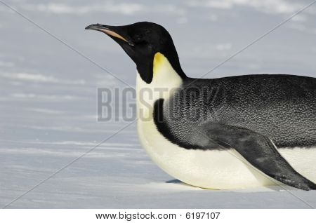 Deslizando o pinguim Antártico