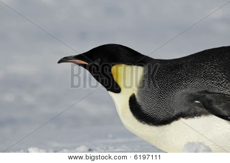 Pinguim chegando perto