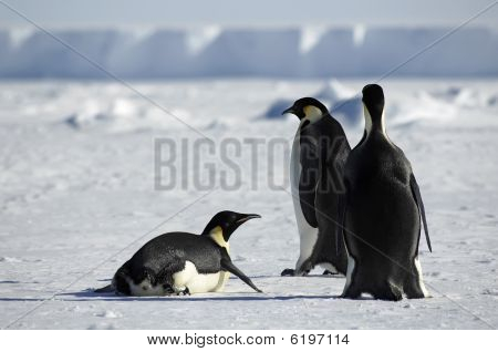 Grupo de pinguim na Antárctida