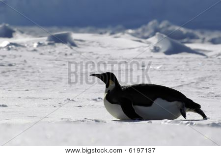 Pinguim em Backlight