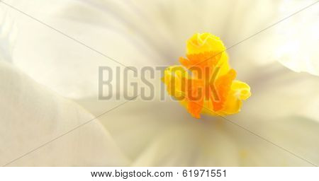 White Crocus