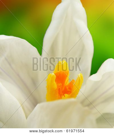 White Crocus