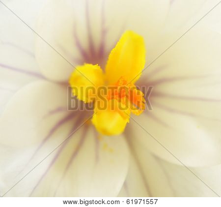 White Crocus