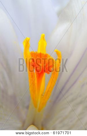 White Crocus