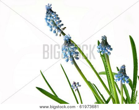 Macro of spring blue flowers (muskari) isolated on white background